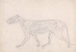 Estudio de un Tigre, Vista Lateral, Diagrama que Muestra el Suministro de Sangre Subcutáneo, de Una Exposición Anatómica Comparativa de la Estructura del Cuerpo Humano con la de un Tigre y un Ave Común, 1795-1806 de George Stubbs