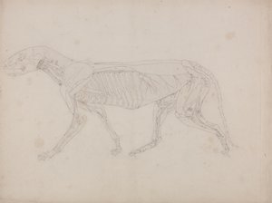 Estudio de un tigre, vista lateral, de Una exposición anatómica comparativa de la estructura del cuerpo humano con la de un tigre y un ave común, c.1795-1806 de George Stubbs