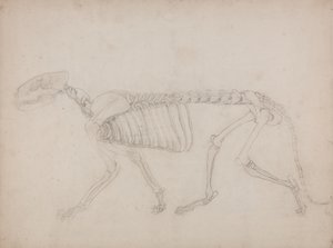 Estudio de un Tigre, Vista Lateral, de Una Exposición Anatómica Comparativa de la Estructura del Cuerpo Humano con la de un Tigre y un Ave Común, 1795-1806 de George Stubbs