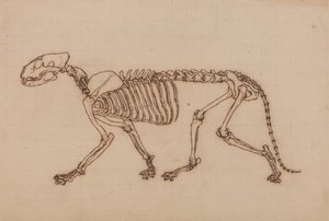 Estudio de un Tigre, Vista Lateral, de Una Exposición Anatómica Comparativa de la Estructura del Cuerpo Humano con la de un Tigre y un Ave Común, 1795-1806 de George Stubbs