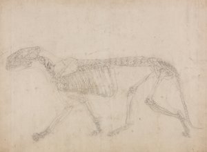 Estudio de un Tigre, Vista Lateral, de Una Exposición Anatómica Comparativa de la Estructura del Cuerpo Humano con la de un Tigre y un Ave Común, 1795-1806 de George Stubbs