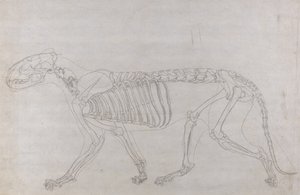Estudio de un Tigre, Vista Lateral, de Una Exposición Anatómica Comparativa de la Estructura del Cuerpo Humano con la de un Tigre y un Ave Común, 1795-1806 de George Stubbs