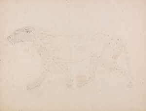 Estudio de un Tigre, Vista Lateral, de Una Exposición Anatómica Comparativa de la Estructura del Cuerpo Humano con la de un Tigre y un Ave Común, 1795-1806 de George Stubbs