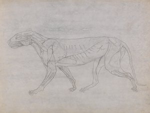 Estudio de un Tigre, Vista Lateral, de Una Exposición Anatómica Comparativa de la Estructura del Cuerpo Humano con la de un Tigre y un Ave Común, 1795-1806 de George Stubbs