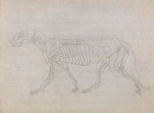 Estudio de un Tigre, Vista Lateral, de Una Exposición Anatómica Comparativa de la Estructura del Cuerpo Humano con la de un Tigre y un Ave Común, 1795-1806 de George Stubbs