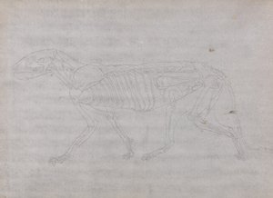 Estudio de un Tigre, Vista Lateral, de Una Exposición Anatómica Comparativa de la Estructura del Cuerpo Humano con la de un Tigre y un Ave Común, 1795-1806 de George Stubbs