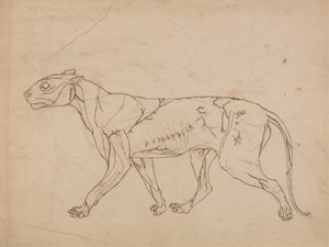 Estudio de un Tigre, Vista Lateral, de Una Exposición Anatómica Comparativa de la Estructura del Cuerpo Humano con la de un Tigre y un Ave Común, 1795-1806 de George Stubbs