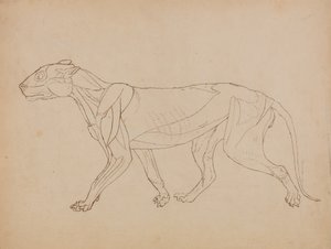 Estudio de un Tigre, Vista Lateral, de Una Exposición Anatómica Comparativa de la Estructura del Cuerpo Humano con la de un Tigre y un Ave Común, 1795-1806 de George Stubbs