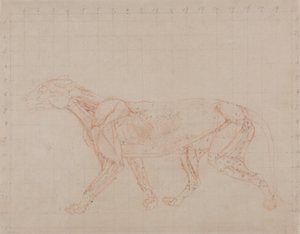 Estudio de un Tigre, Vista Lateral, de Una Exposición Anatómica Comparativa de la Estructura del Cuerpo Humano con la de un Tigre y un Ave Común, 1795-1806 de George Stubbs