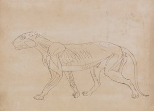 Estudio de un Tigre, Vista Lateral, de Una Exposición Anatómica Comparativa de la Estructura del Cuerpo Humano con la de un Tigre y un Ave Común, 1795-1806 de George Stubbs