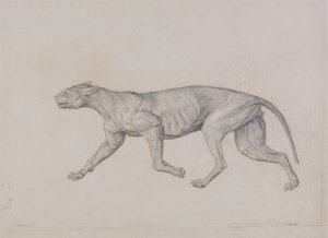 Estudio de un Tigre, Vista Lateral, de Una Exposición Anatómica Comparativa de la Estructura del Cuerpo Humano con la de un Tigre y un Ave Común, 1795-1806 de George Stubbs