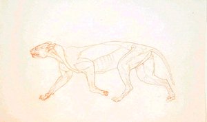 Estudio de un Tigre, Vista Lateral, de Una Exposición Anatómica Comparativa de la Estructura del Cuerpo Humano con la de un Tigre y un Ave Común, 1795-1806 de George Stubbs