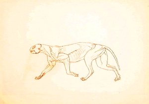 Estudio de un Tigre, Vista Lateral, de Una Exposición Anatómica Comparativa de la Estructura del Cuerpo Humano con la de un Tigre y un Ave Común, 1795-1806