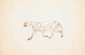 Estudio de un Tigre, Vista Lateral, de Una Exposición Anatómica Comparativa de la Estructura del Cuerpo Humano con la de un Tigre y un Ave Común, 1795-1806
