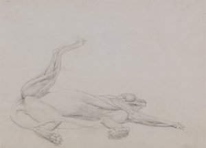 Estudio de un Tigre, Recostado, Vista Ventral, de Una Exposición Anatómica Comparativa de la Estructura del Cuerpo Humano con la de un Tigre y un Ave Común, 1795-1806 de George Stubbs