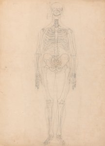 Estudio de la figura humana, vista anterior, diagrama para la clave de la tabla I, de Una exposición anatómica comparativa de la estructura del cuerpo humano con la de un tigre y un ave común, c.1795-1806 de George Stubbs