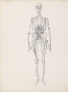 Estudio de la figura humana, vista anterior, etapa final de la disección, de 