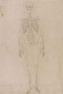 Estudio de la figura humana, vista anterior, de Una exposición anatómica comparativa de la estructura del cuerpo humano con la de un tigre y una gallina común, c.1795-1806 de George Stubbs