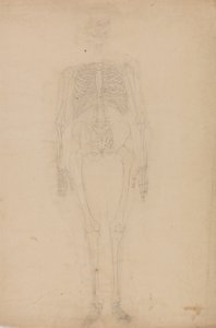 Estudio de la figura humana, vista anterior, de Una exposición anatómica comparativa de la estructura del cuerpo humano con la de un tigre y una gallina común, c.1795-1806 de George Stubbs