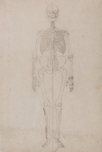 Estudio de la figura humana, vista anterior, de Una exposición anatómica comparativa de la estructura del cuerpo humano con la de un tigre y una gallina común, c.1795-1806 de George Stubbs