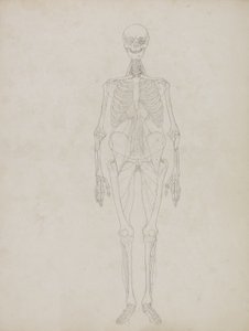 Estudio de la figura humana, vista anterior, de 
