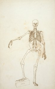 Estudio de la figura humana, vista anterior, de 
