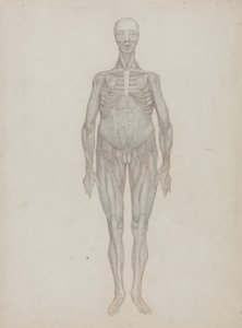 Estudio de la Figura Humana, Vista Anterior, de 