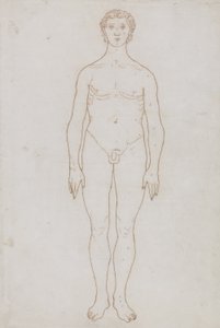 Estudio de la Figura Humana, Vista Anterior, de 