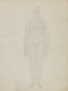 Estudio de la figura humana, vista anterior, de 