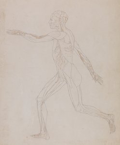 Estudio de la figura humana, vista lateral, de Una exposición anatómica comparativa de la estructura del cuerpo humano con la de un tigre y un ave común de George Stubbs