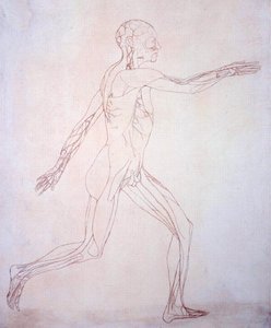 Estudio de la figura humana, vista lateral, de Una exposición anatómica comparativa de la estructura del cuerpo humano con la de un tigre y un ave común