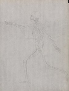 Estudio de la figura humana, vista lateral, de Una exposición anatómica comparativa de la estructura del cuerpo humano con la de un tigre y un ave común, 1795-1806
