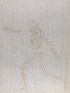 Estudio de la figura humana, vista lateral, de Una exposición anatómica comparativa de la estructura del cuerpo humano con la de un tigre y un ave común, 1795-1806 de George Stubbs