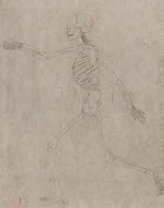 Estudio de la figura humana, vista lateral, de Una exposición anatómica comparativa de la estructura del cuerpo humano con la de un tigre y un ave común, 1795-1806 de George Stubbs