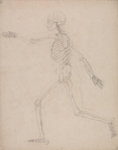 Estudio de la figura humana, vista lateral, de Una exposición anatómica comparativa de la estructura del cuerpo humano con la de un tigre y un ave común, 1795-1806 de George Stubbs