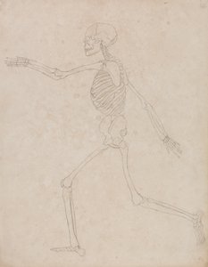 Estudio de la figura humana, vista lateral, de Una exposición anatómica comparativa de la estructura del cuerpo humano con la de un tigre y un ave común, 1795-1806 de George Stubbs