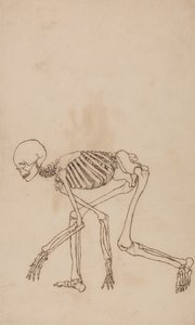 Estudio de la Figura Humana, Vista Lateral, de Una Exposición Anatómica Comparativa de la Estructura del Cuerpo Humano con la de un Tigre y un Ave Común, 1795-1806 de George Stubbs