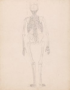 Estudio de la figura humana, vista posterior, diagrama para la clave de la tabla II, de Una exposición anatómica comparativa de la estructura del cuerpo humano con la de un tigre y un ave común, c.1795-1806 de George Stubbs