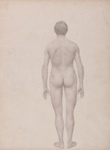 Estudio de la figura humana, vista posterior, no disecada, estudio terminado para la tabla VII, de Una exposición anatómica comparativa de la estructura del cuerpo humano con la de un tigre y un ave común de George Stubbs