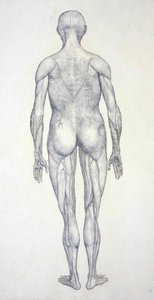 Estudio de la figura humana, vista posterior, de Una exposición anatómica comparativa de la estructura del cuerpo humano con la de un tigre y una gallina común, c.1795-1806 de George Stubbs