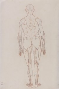Estudio de la figura humana, vista posterior, de Una exposición anatómica comparativa de la estructura del cuerpo humano con la de un tigre y una gallina común, c.1795-1806 de George Stubbs