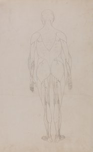 Estudio de la figura humana, vista posterior, de Una exposición anatómica comparativa de la estructura del cuerpo humano con la de un tigre y una gallina común, c.1795-1806