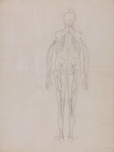 Estudio de la figura humana, vista posterior, de Una exposición anatómica comparativa de la estructura del cuerpo humano con la de un tigre y una gallina común, c.1795-1806