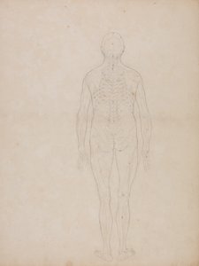 Estudio de la figura humana, vista posterior, de Una exposición anatómica comparativa de la estructura del cuerpo humano con la de un tigre y un ave común