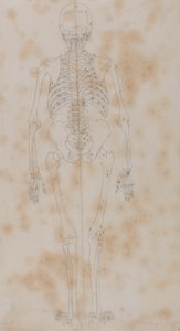 Estudio de la figura humana, vista posterior, de Una exposición anatómica comparativa de la estructura del cuerpo humano con la de un tigre y un ave común de George Stubbs