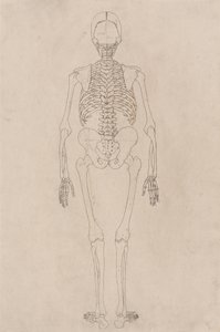 Estudio de la figura humana, vista posterior, de Una exposición anatómica comparativa de la estructura del cuerpo humano con la de un tigre y un ave común, c.1795-1806 de George Stubbs