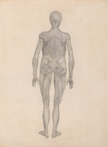 Estudio de la figura humana, vista posterior, con la piel y los tejidos fasciales subyacentes removidos, de Una exposición anatómica comparativa de la estructura del cuerpo humano con la de un tigre y un ave común de George Stubbs