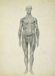 La Figura Humana, vista anterior, de la serie 