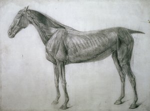 El estudio de los músculos: dibujo de écorché visto desde el flanco, de la 13ª tabla anatómica, de la Anatomía del caballo, 1766 de George Stubbs