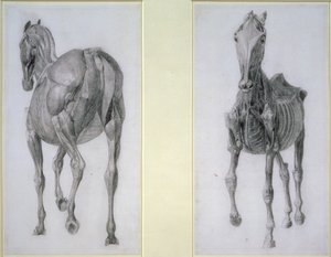 El estudio de los músculos: vistas frontal y trasera, de la 13ª tabla anatómica, de la Anatomía del caballo, 1766